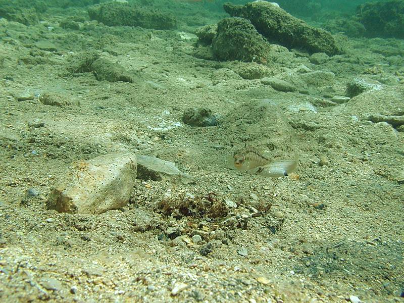Crenilabrus cinereus